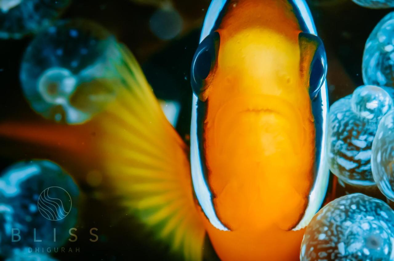 Bliss Dhigurah Hotel Дхигура Екстериор снимка